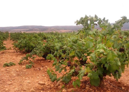 Santa Cruz de Alpera, producteur de vins d'Almansa